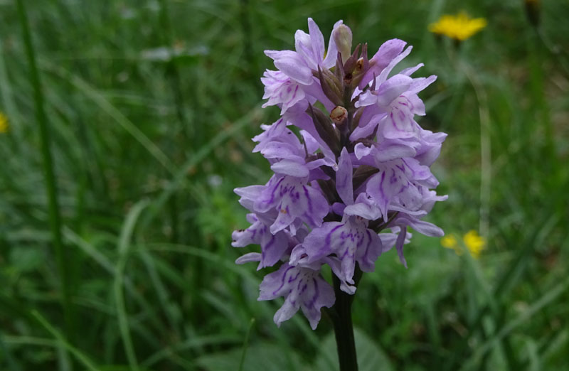 Dactylorhiza maculata subsp. fuchsii.....Ronzo Chienis (TN)