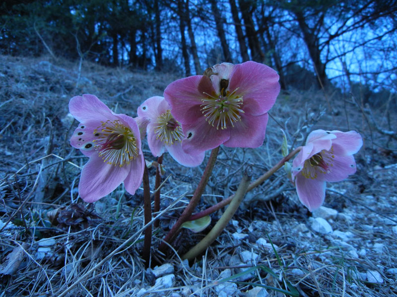 salita al...... Monte Stivo m.2059