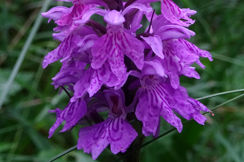 Dactylorhiza maculata subsp. fuchsii.....Ronzo Chienis (TN)