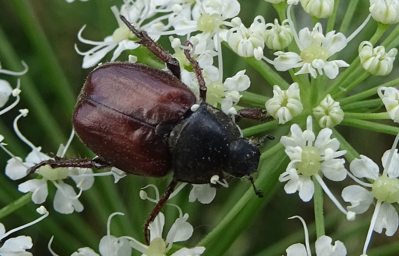 Hoplia philanthus (Rutelidae)