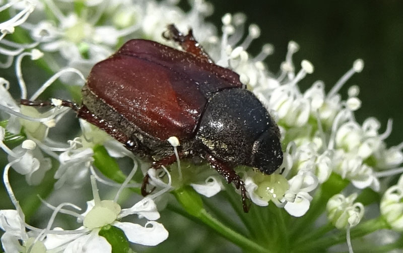 Hoplia philanthus (Rutelidae)