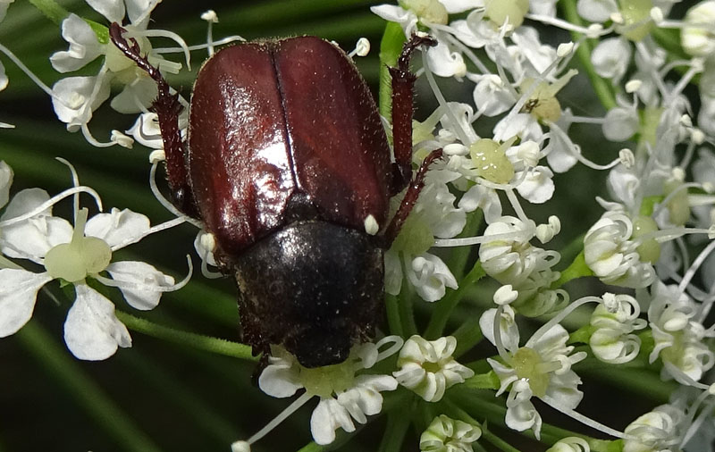 Hoplia philanthus (Rutelidae)