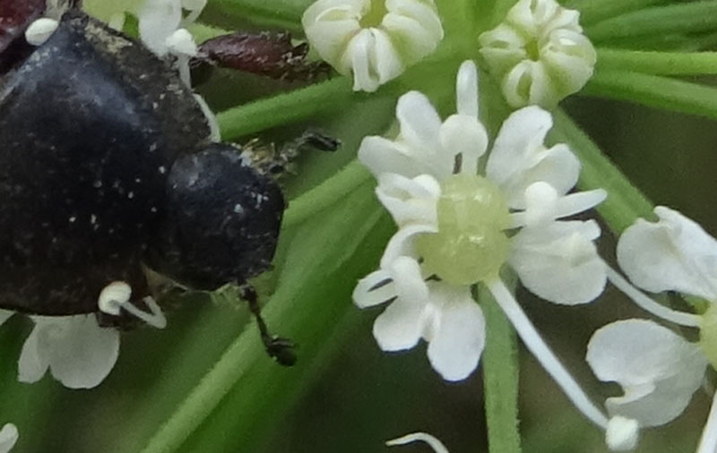 Hoplia philanthus (Rutelidae)