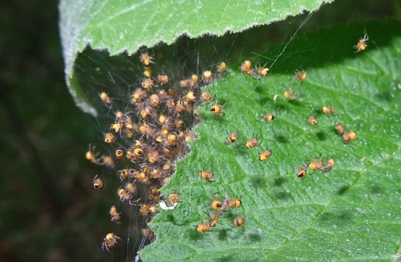 esserini.....nuovi nati (Araneus sp.) - Ravina (TN)