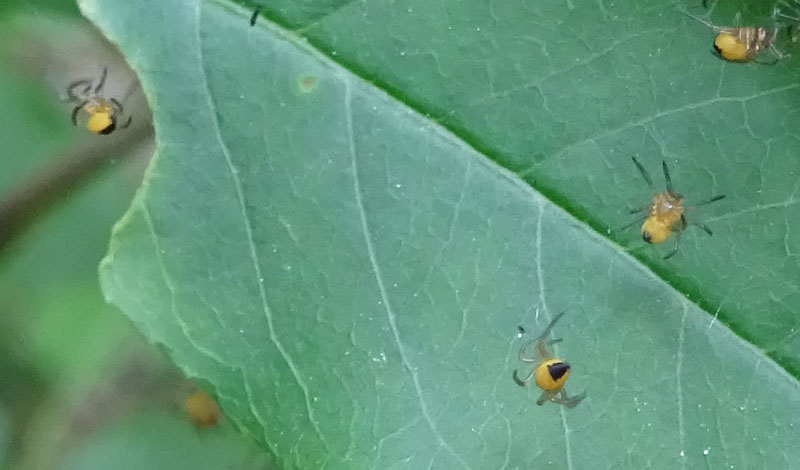esserini.....nuovi nati (Araneus sp.) - Ravina (TN)