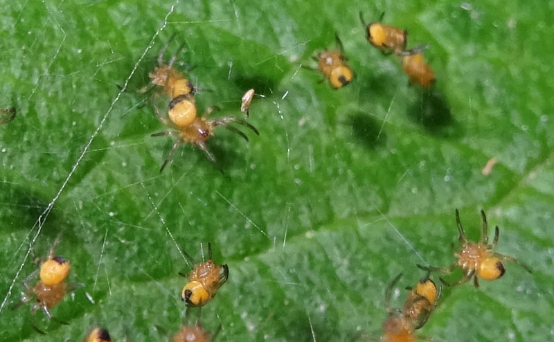 esserini.....nuovi nati (Araneus sp.) - Ravina (TN)