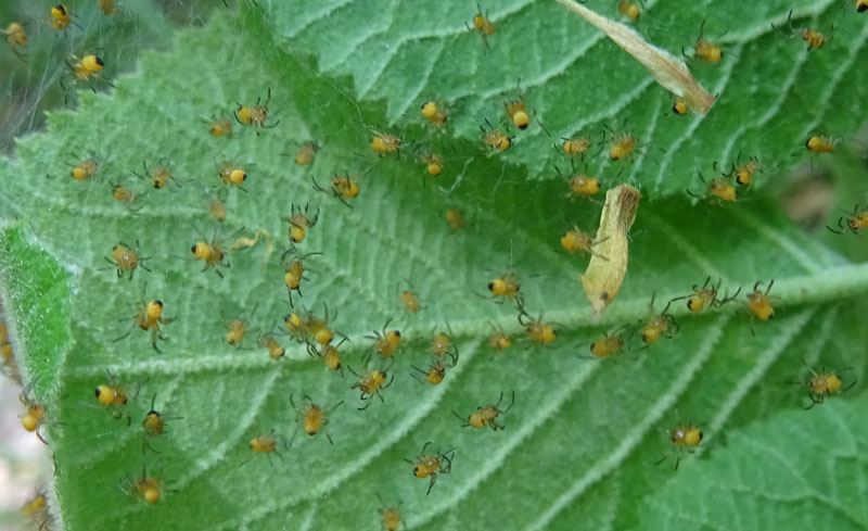 esserini.....nuovi nati (Araneus sp.) - Ravina (TN)