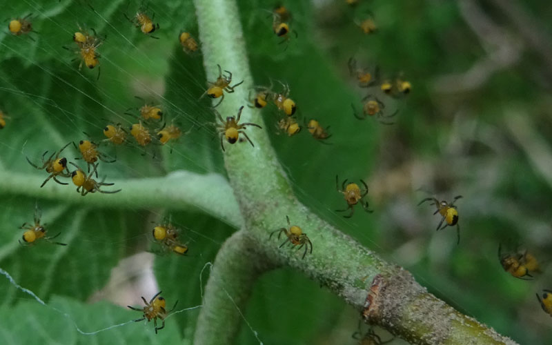 esserini.....nuovi nati (Araneus sp.) - Ravina (TN)
