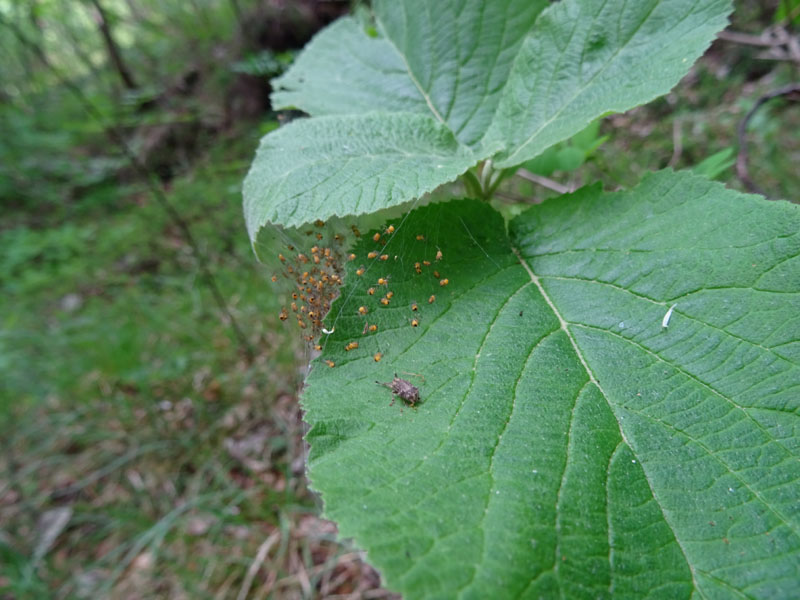 esserini.....nuovi nati (Araneus sp.) - Ravina (TN)