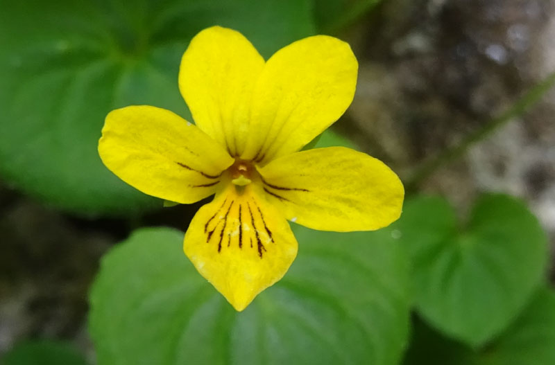 Viola biflora / Viola gialla