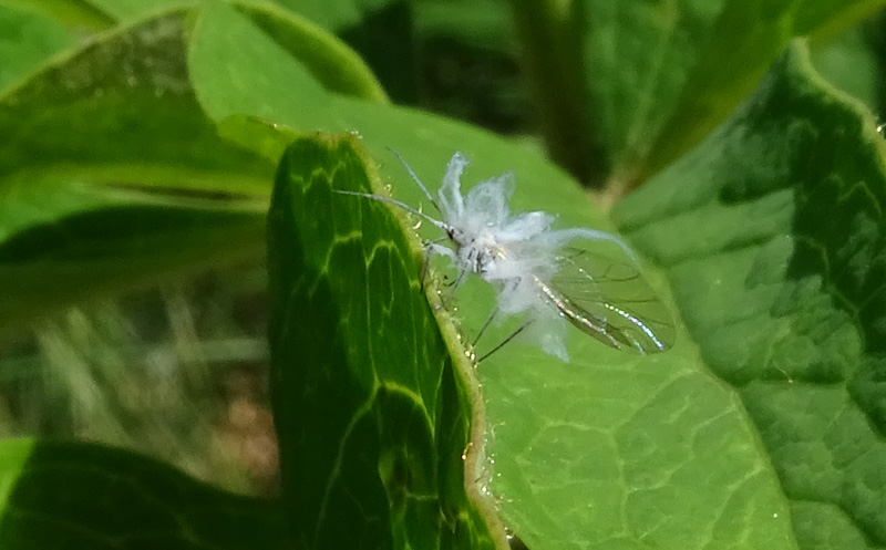 Eriosoma sp. (Aphididae)