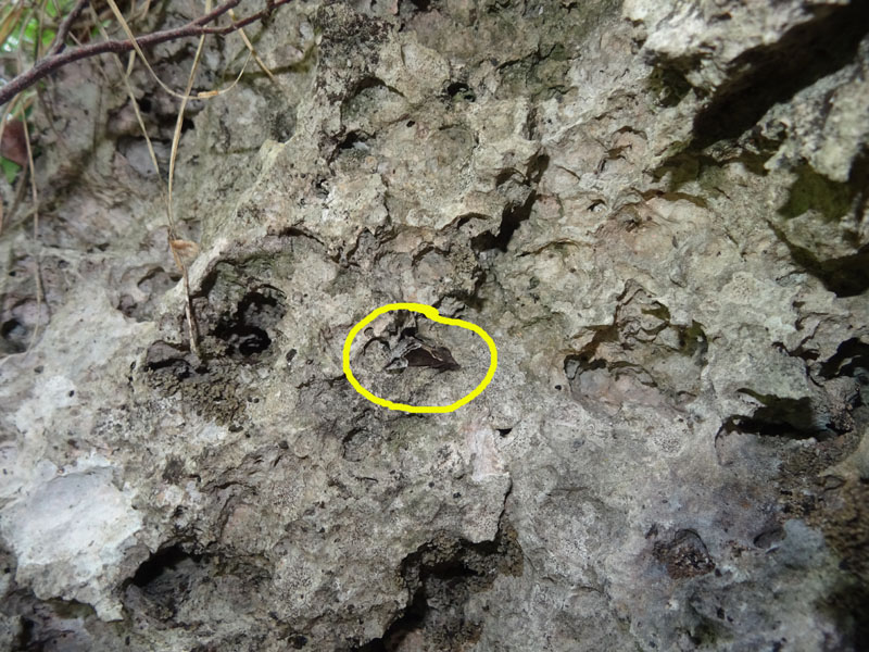 solo perch�....l''ho vista appoggiarsi ! - Hypena crassalis