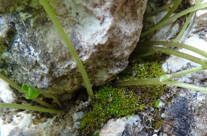 Viola biflora / Viola gialla