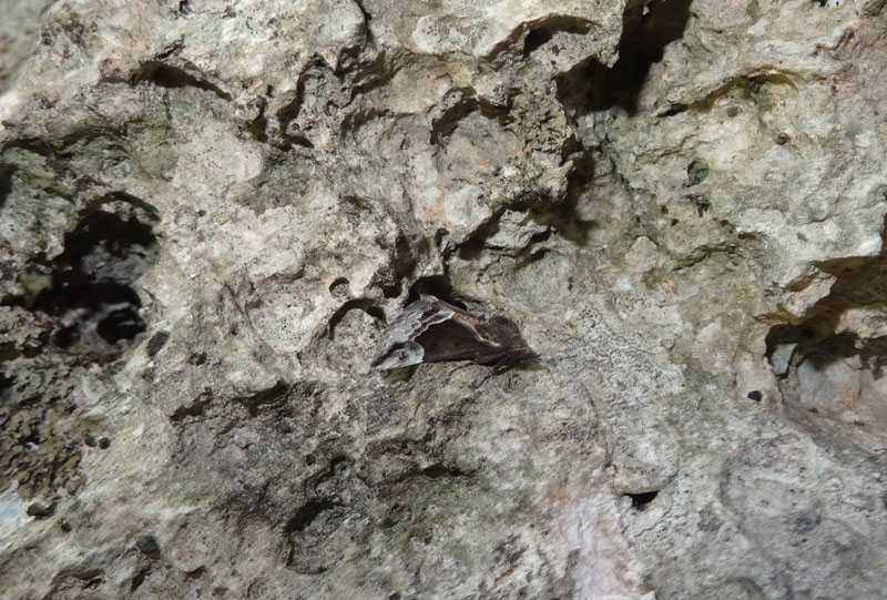 solo perch�....l''ho vista appoggiarsi ! - Hypena crassalis