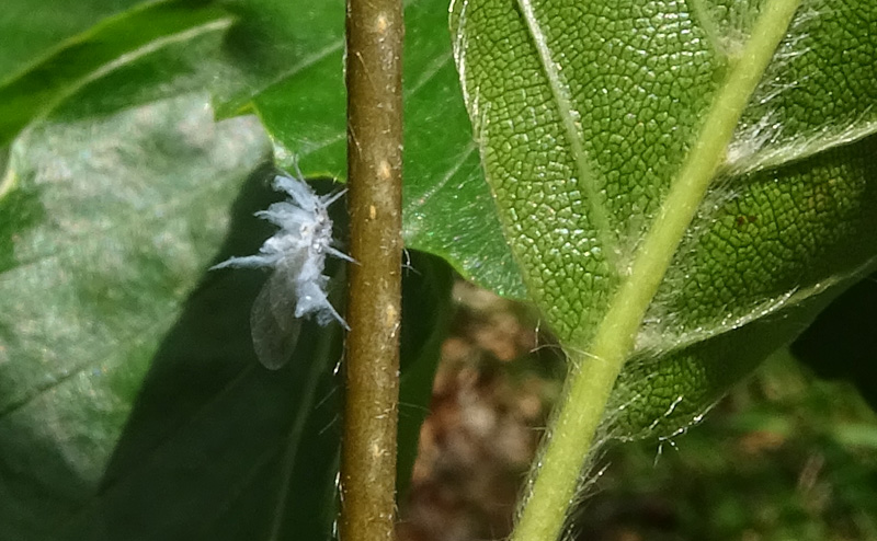 Eriosoma sp. (Aphididae)