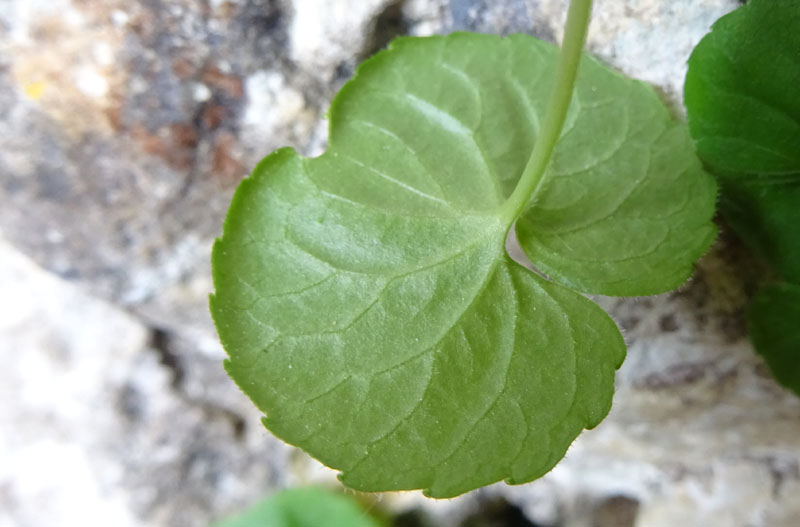 Viola biflora / Viola gialla