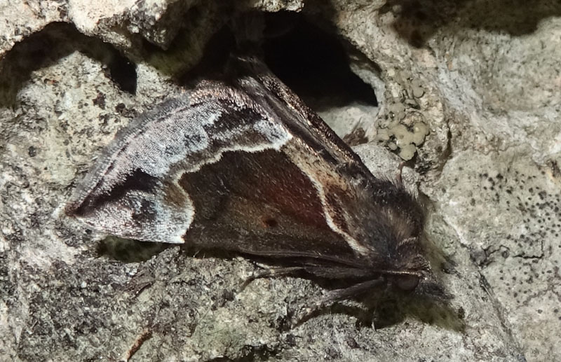solo perch�....l''ho vista appoggiarsi ! - Hypena crassalis