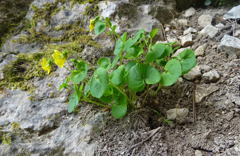 Viola biflora / Viola gialla
