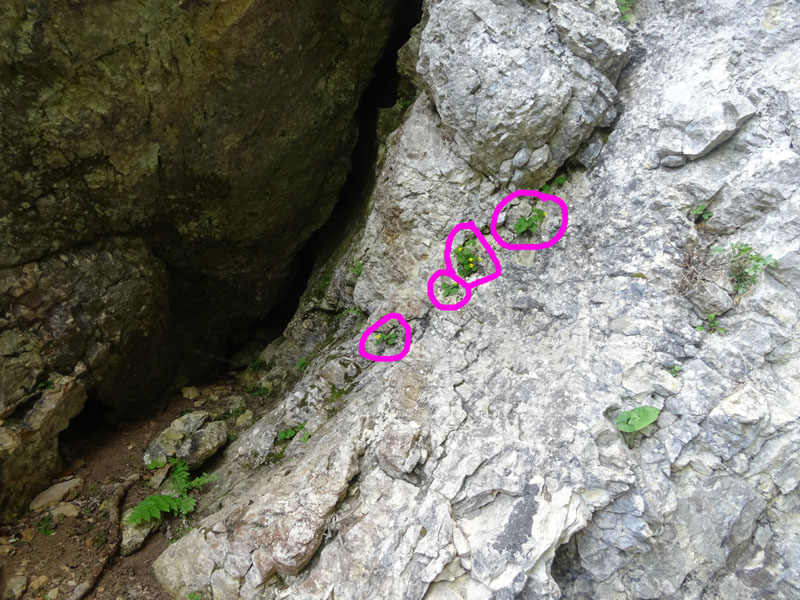 Viola biflora / Viola gialla