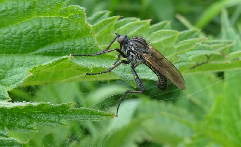 maschio di Empis tessellata - Empididae