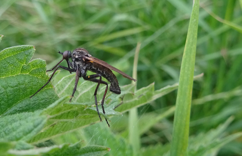maschio di Empis tessellata - Empididae
