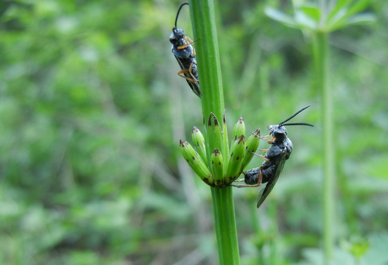 Dolerus vestigialis - Tenthredinidae