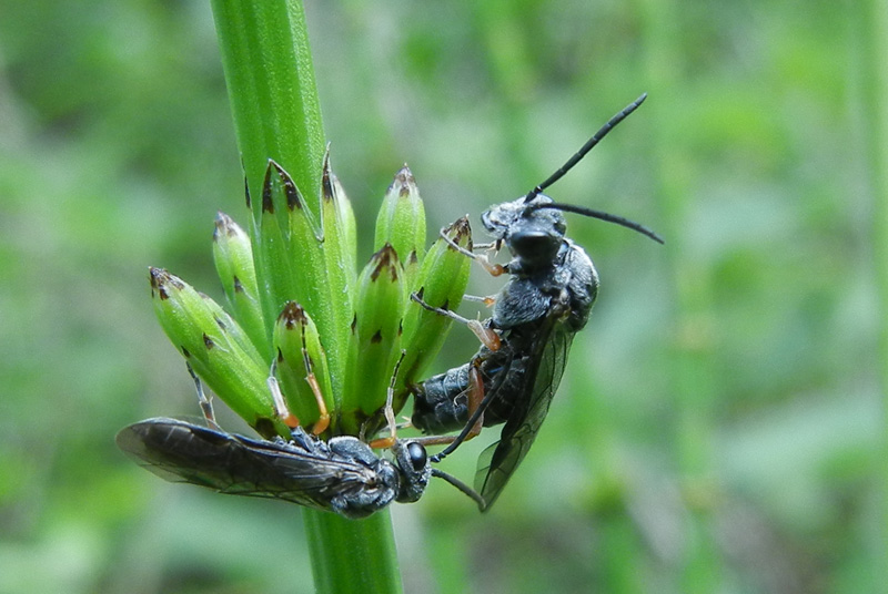 Dolerus vestigialis - Tenthredinidae