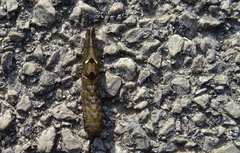 bruco: Abrostola triplasia - Noctuidae.......dal Trentino