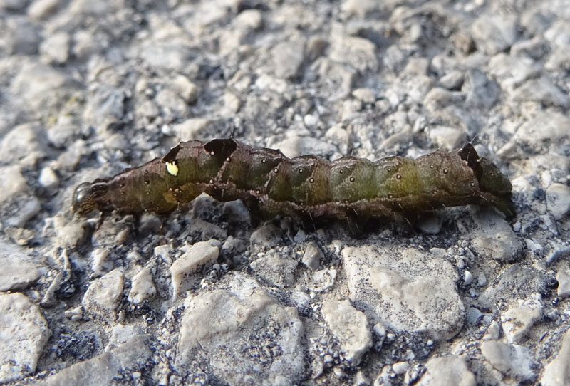 bruco: Abrostola triplasia - Noctuidae.......dal Trentino