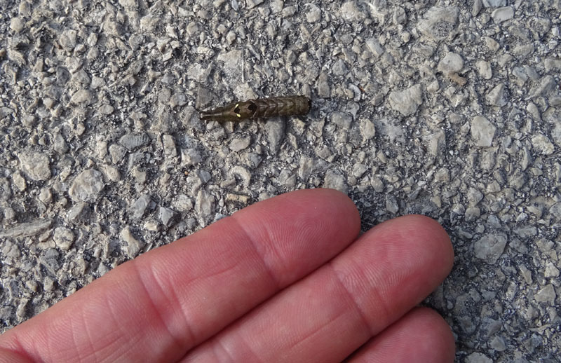 bruco: Abrostola triplasia - Noctuidae.......dal Trentino