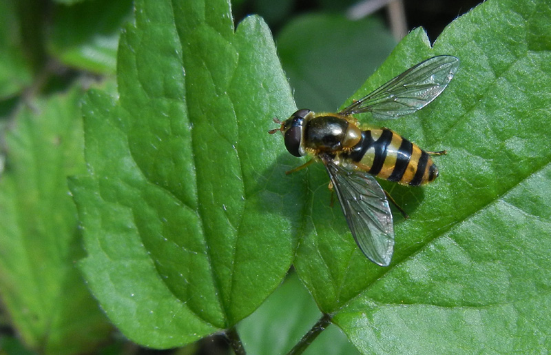 Epistrophe flava (Syrphidae) femmina