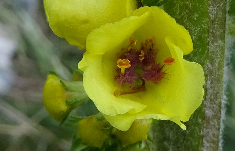 Verbascum nigrum / Verbasco nero