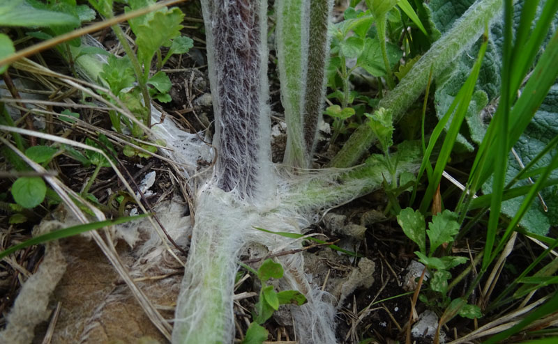 Verbascum nigrum / Verbasco nero