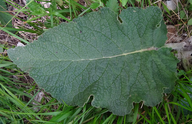 Verbascum nigrum / Verbasco nero