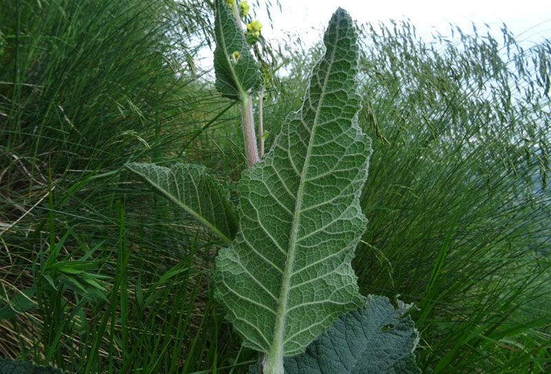 Verbascum nigrum / Verbasco nero