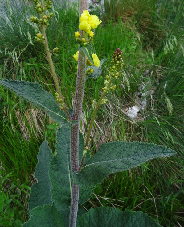 Verbascum nigrum / Verbasco nero
