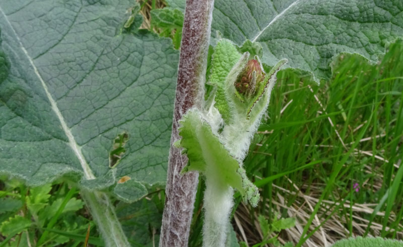 Verbascum nigrum / Verbasco nero
