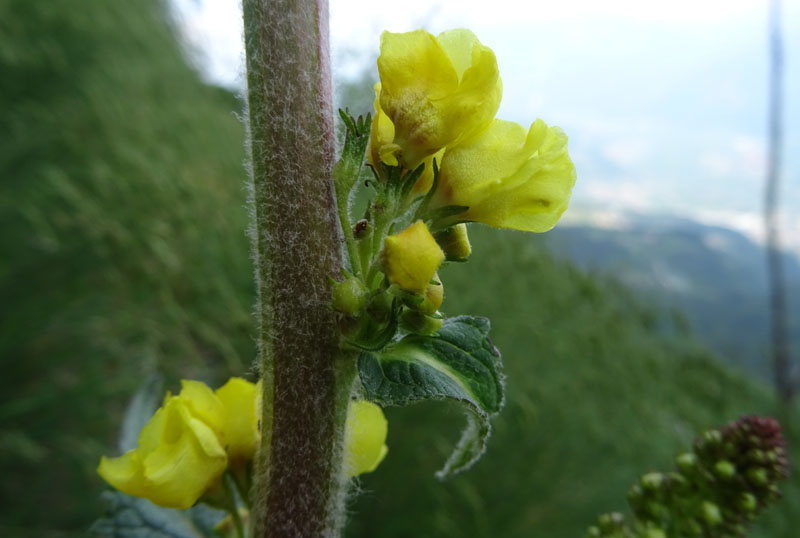 Verbascum nigrum / Verbasco nero