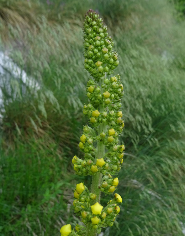 Verbascum nigrum / Verbasco nero