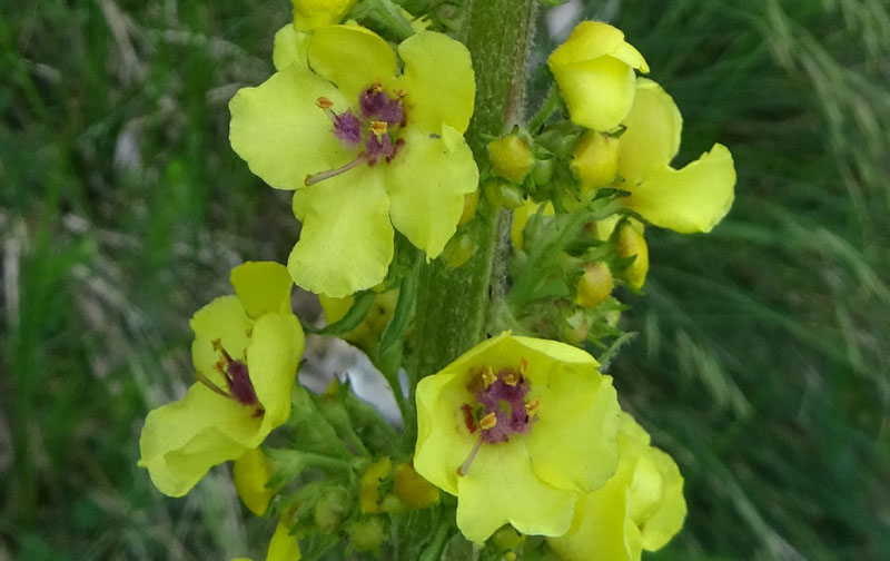 Verbascum nigrum / Verbasco nero
