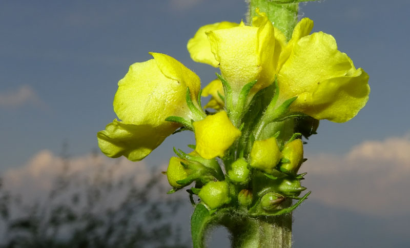 Verbascum nigrum / Verbasco nero