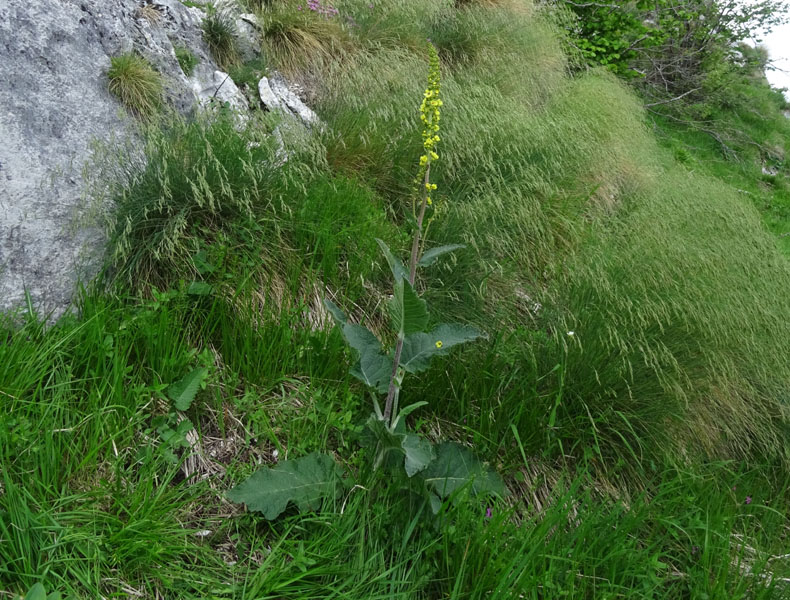 Verbascum nigrum / Verbasco nero