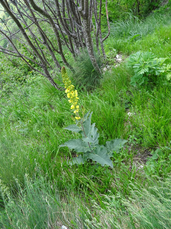 Verbascum nigrum / Verbasco nero