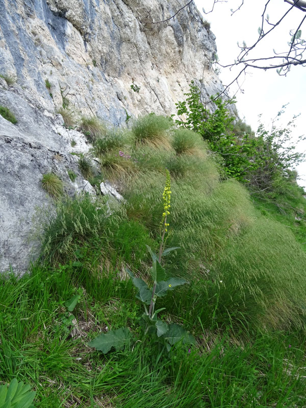 Verbascum nigrum / Verbasco nero