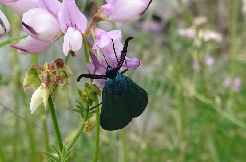 Adscita sp. - Zygaenidae