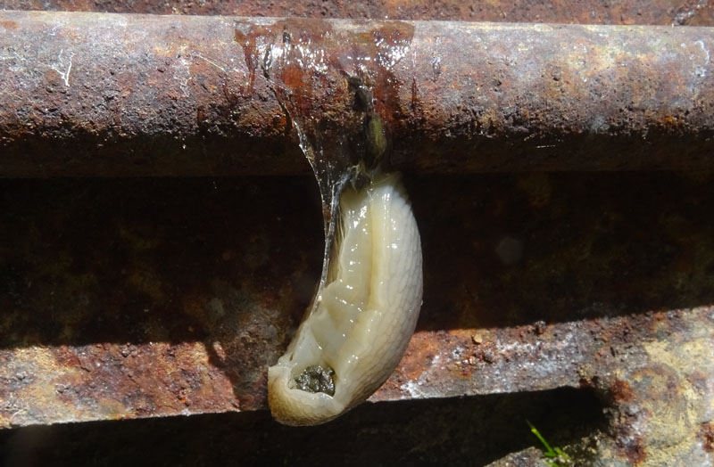 Limax engadinensis (?) da Cimone (TN)