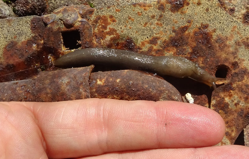 Limax engadinensis (?) da Cimone (TN)