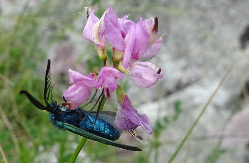 Adscita sp. - Zygaenidae