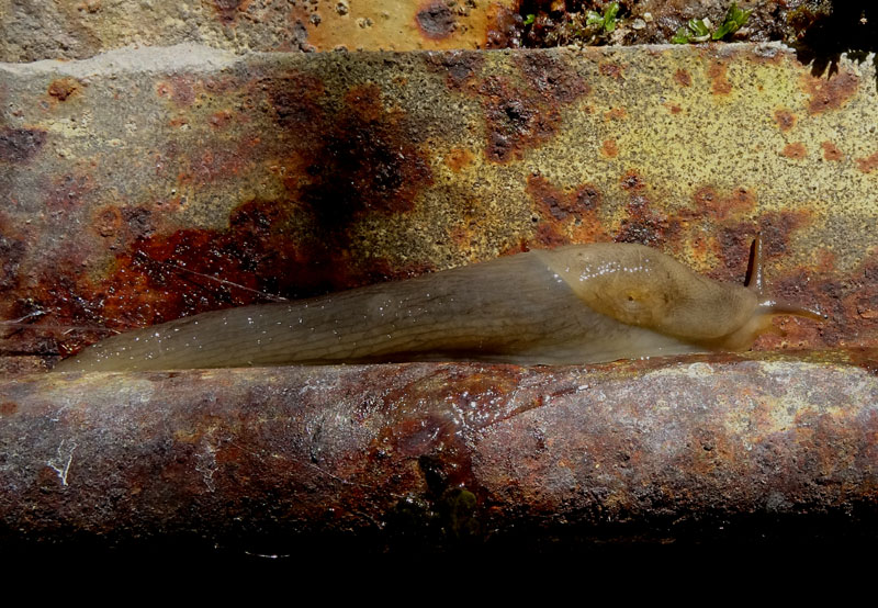 Limax engadinensis (?) da Cimone (TN)