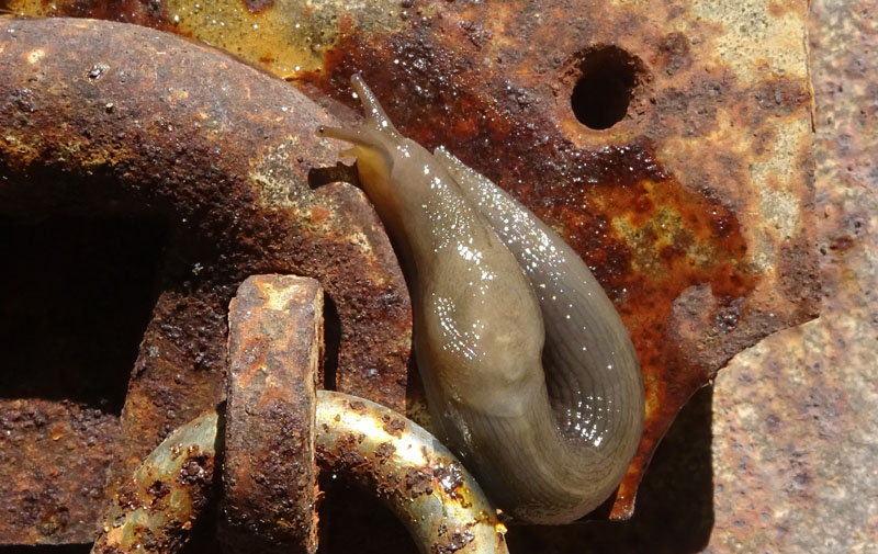 Limax engadinensis (?) da Cimone (TN)
